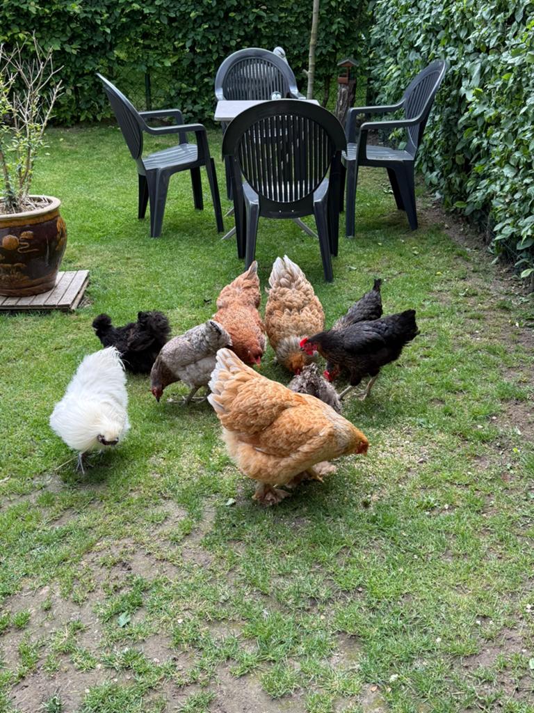 8 poules et un coq