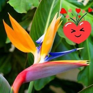 Strelitzia Reginea, Enlèvement ou Envoi, Été