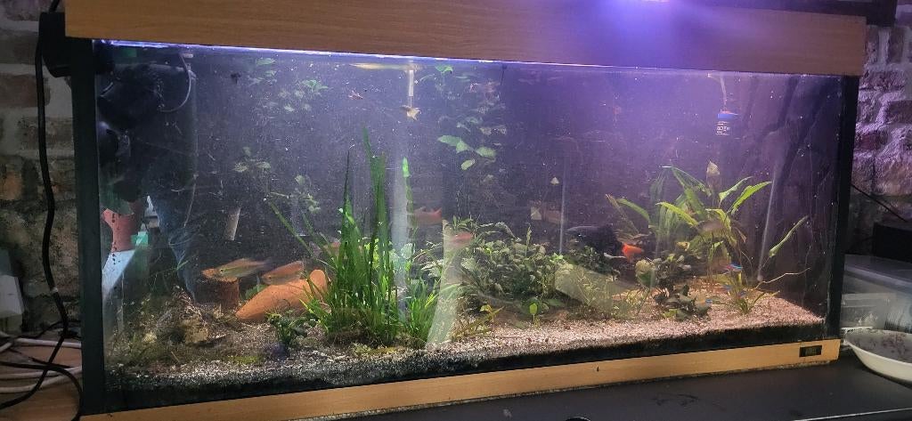 Aquarium, Ophalen, Gebruikt, Gevuld zoetwateraquarium