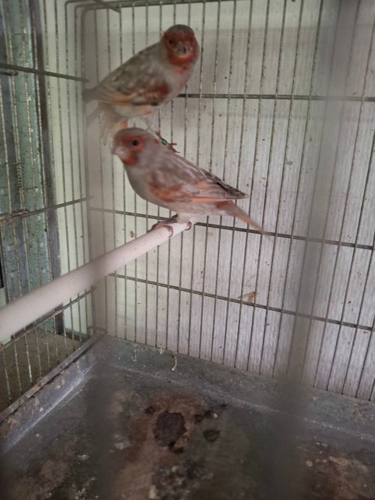 mooie grijsvleugels  rood-mozaïk, Dieren en Toebehoren, Vogels | Kanaries, Meerdere dieren, Kleurkanarie
