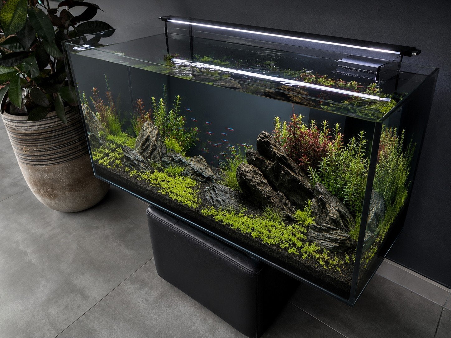 aquarium, Animaux & Accessoires