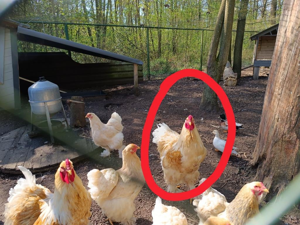 Haan, Dieren en Toebehoren