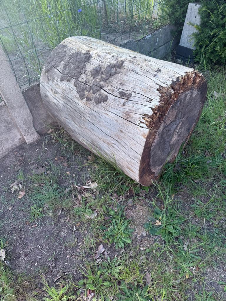 Mooie boomstronk ter decoratie voor terras of tuin, Ophalen, Overige houtsoorten, Stammen