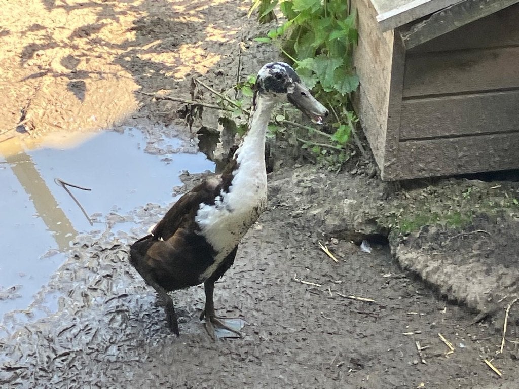 Indische loopeenden, Dieren en Toebehoren, Pluimvee, Mannelijk, Eend