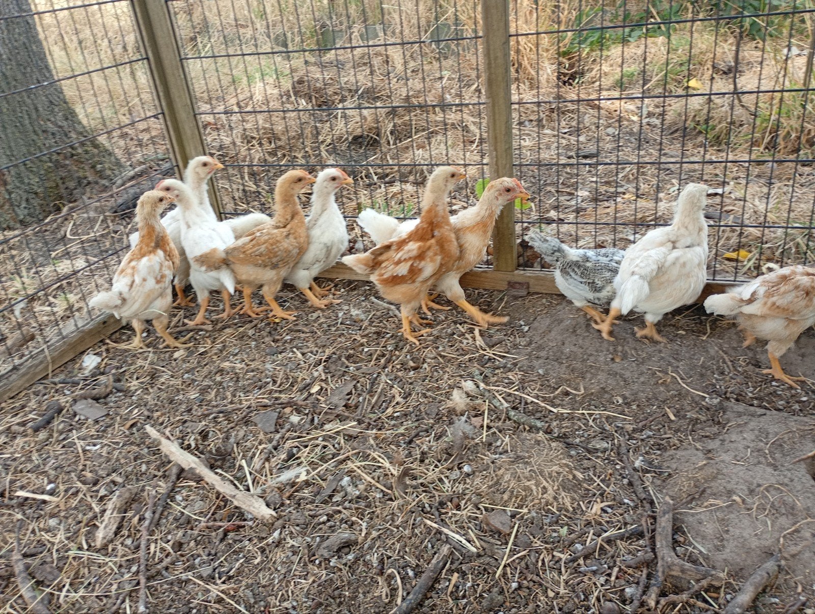 7 haanjes, Dieren en Toebehoren, Pluimvee, Mannelijk, Kip