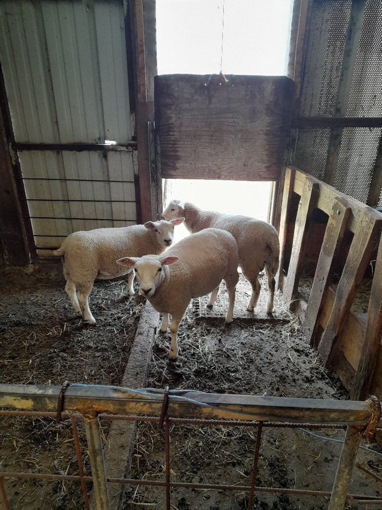 schaap lammeren, Plusieurs animaux, Mouton, 0 à 2 ans
