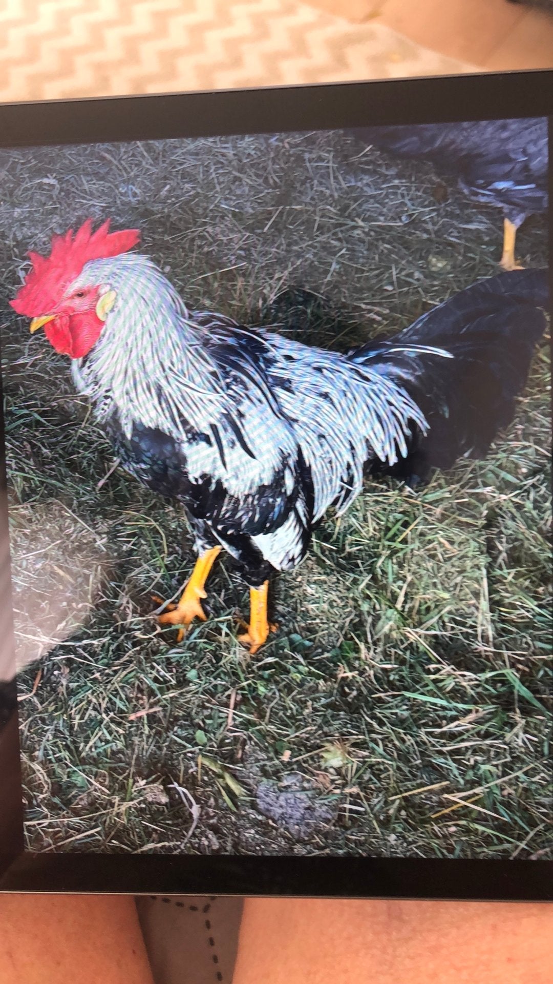 Silver Leghorn raszuivere haan geboren op 24/01/26, Dieren en Toebehoren, Pluimvee