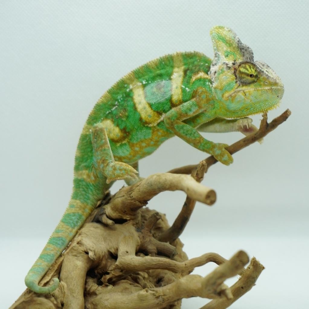 jemen kameleon, Dieren en Toebehoren, Reptielen en Amfibieën, Hagedis, 0 tot 2 jaar