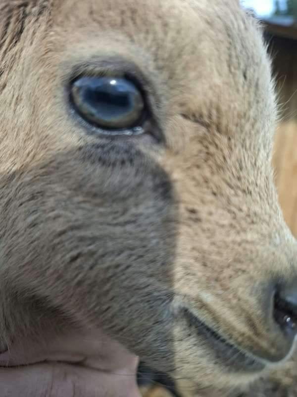 Dwerggeitjes, Dieren en Toebehoren, Mannelijk, Geit, 0 tot 2 jaar