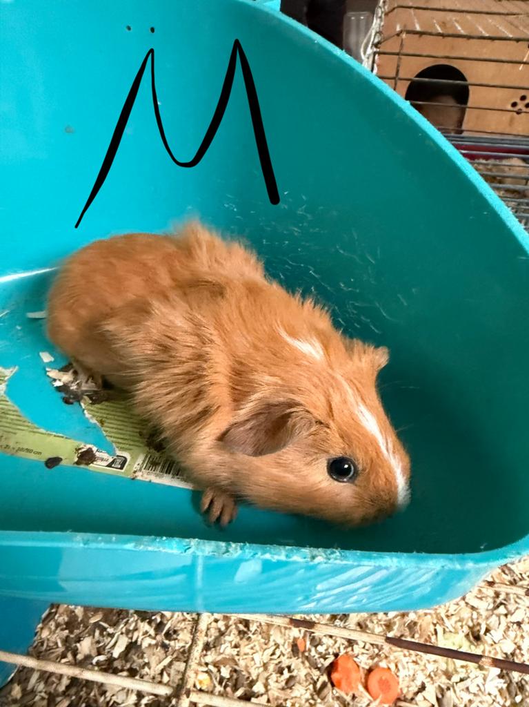 Cavia’s, April, Cavia, Tam