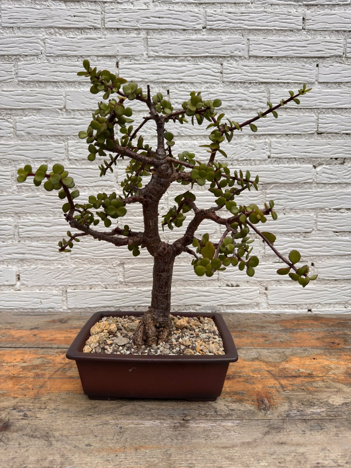 Spekboom bonsai, Tuin en Terras, Ophalen, Bloeit niet, In pot