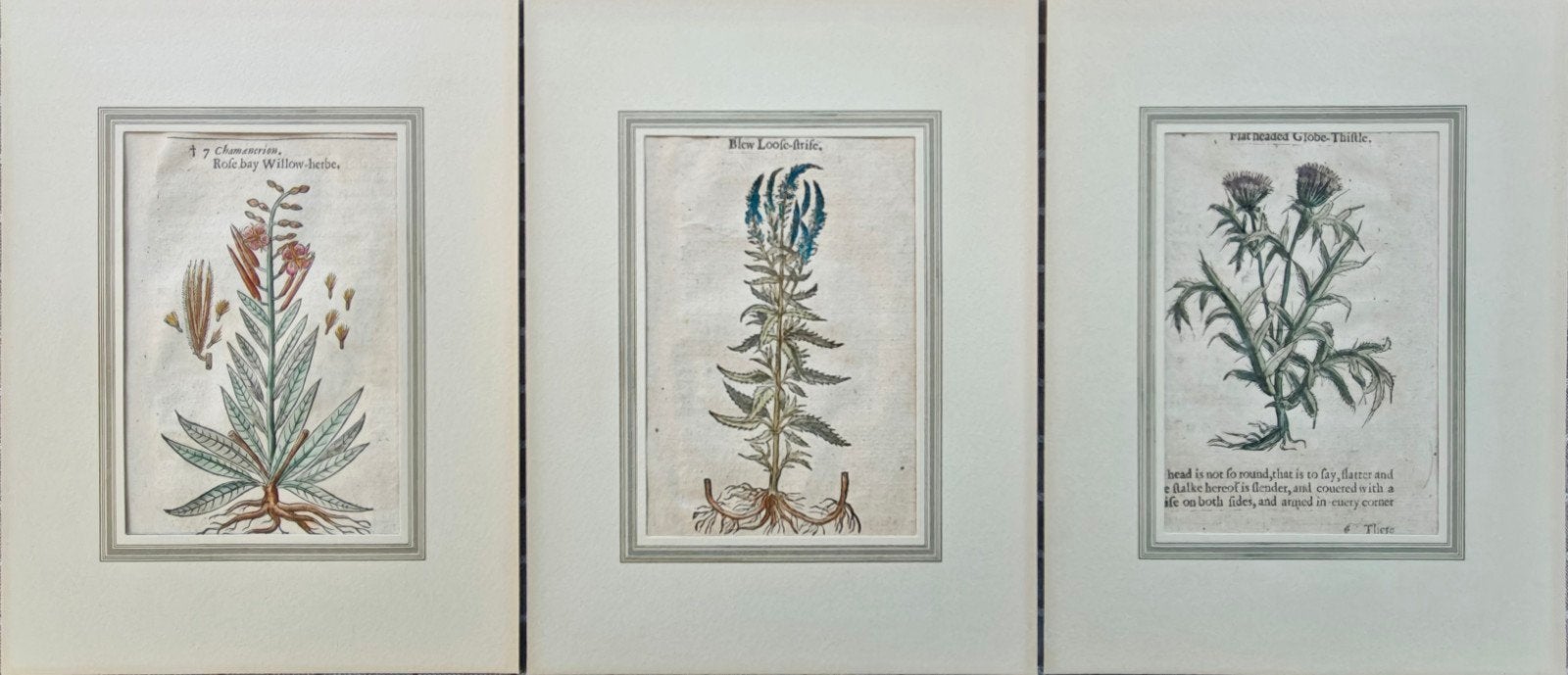 3 botanische houtsneden (eerste helft 17e eeuw) handgekleurd, Ophalen of Verzenden, Handgekleurd