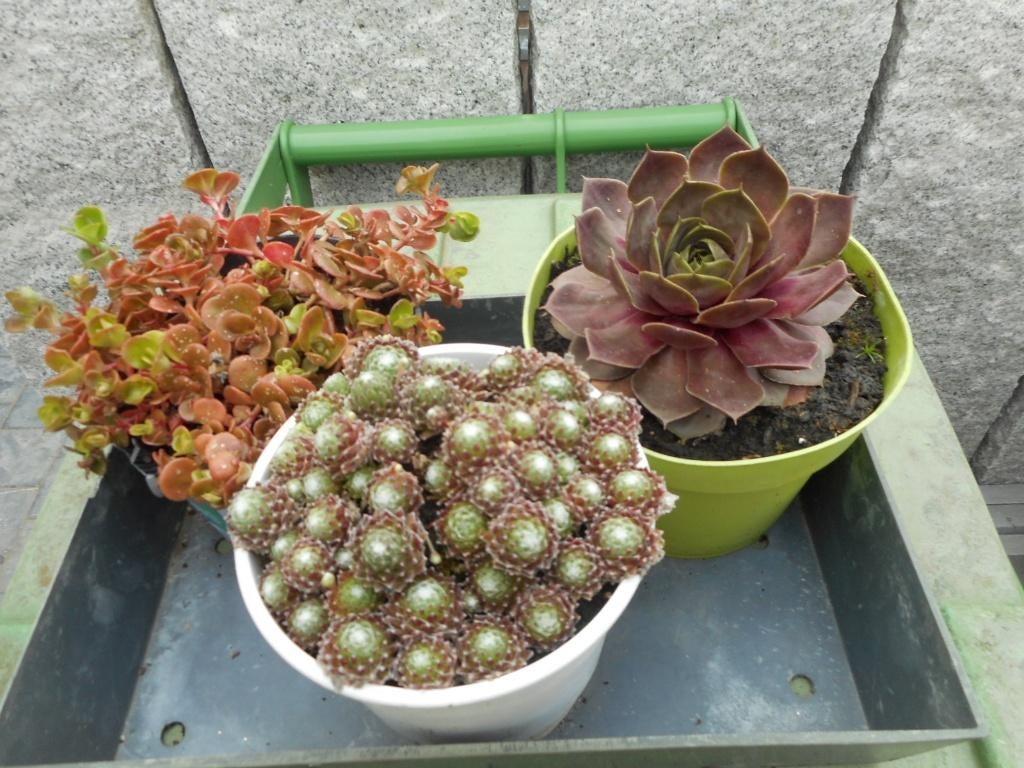 planten, Tuin en Terras, Bodembedekkers, Volle zon, Vaste plant, Ophalen of Verzenden