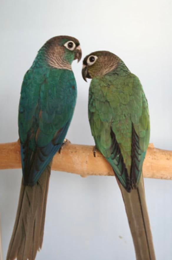 Pyrrhura, Dieren en Toebehoren