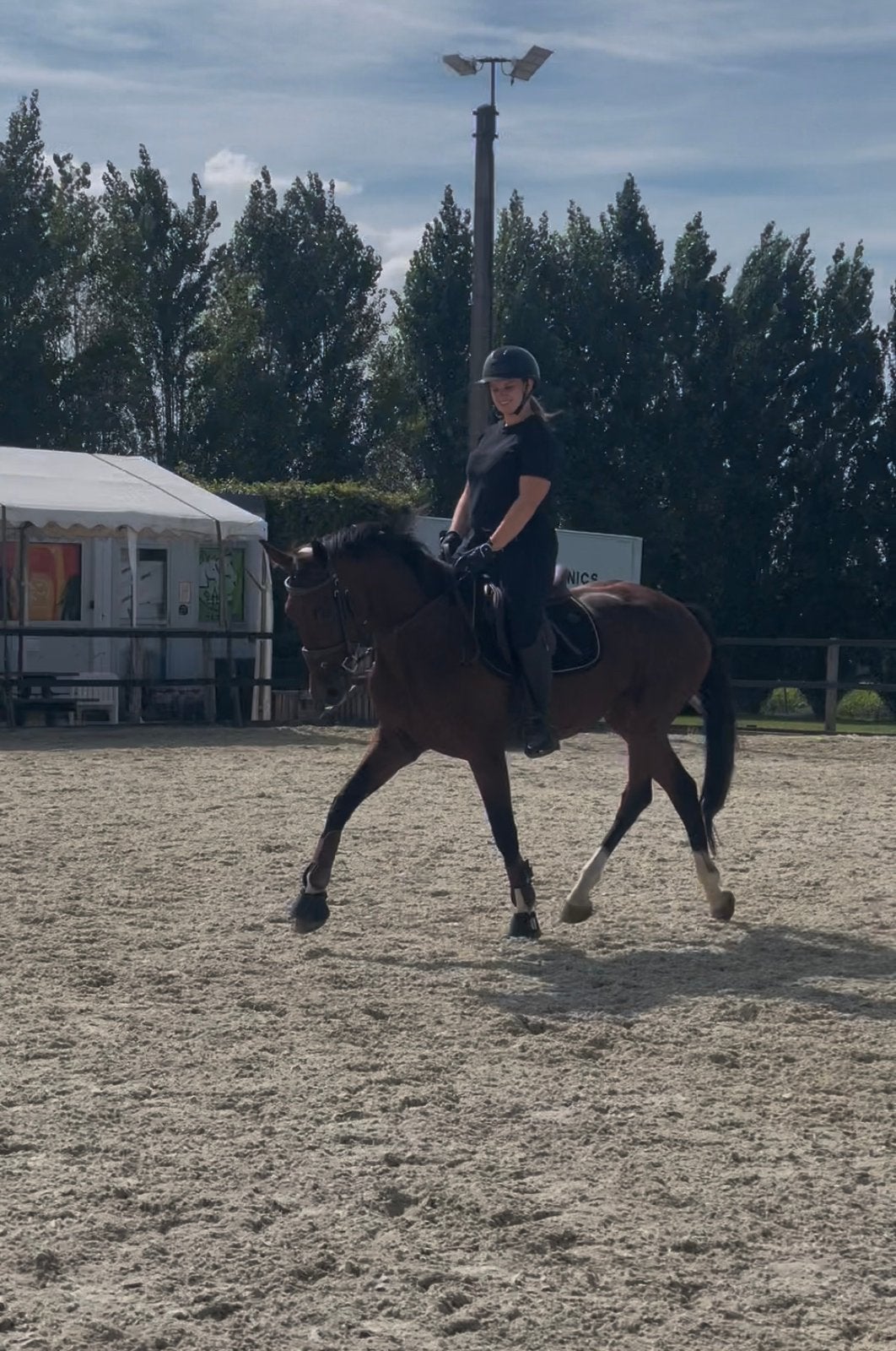 Super lieve & brave 5-jarige merrie, Cheval de dressage, Avec pedigree, Ne s'applique pas, Jument