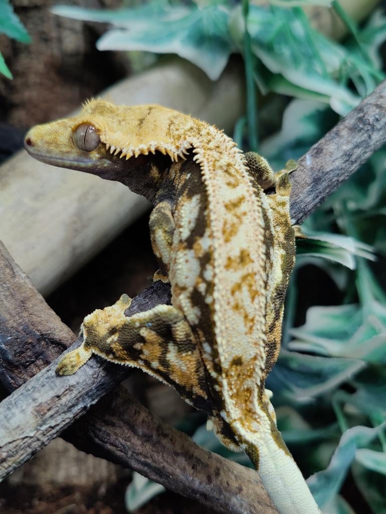 Wimpergekko proven man