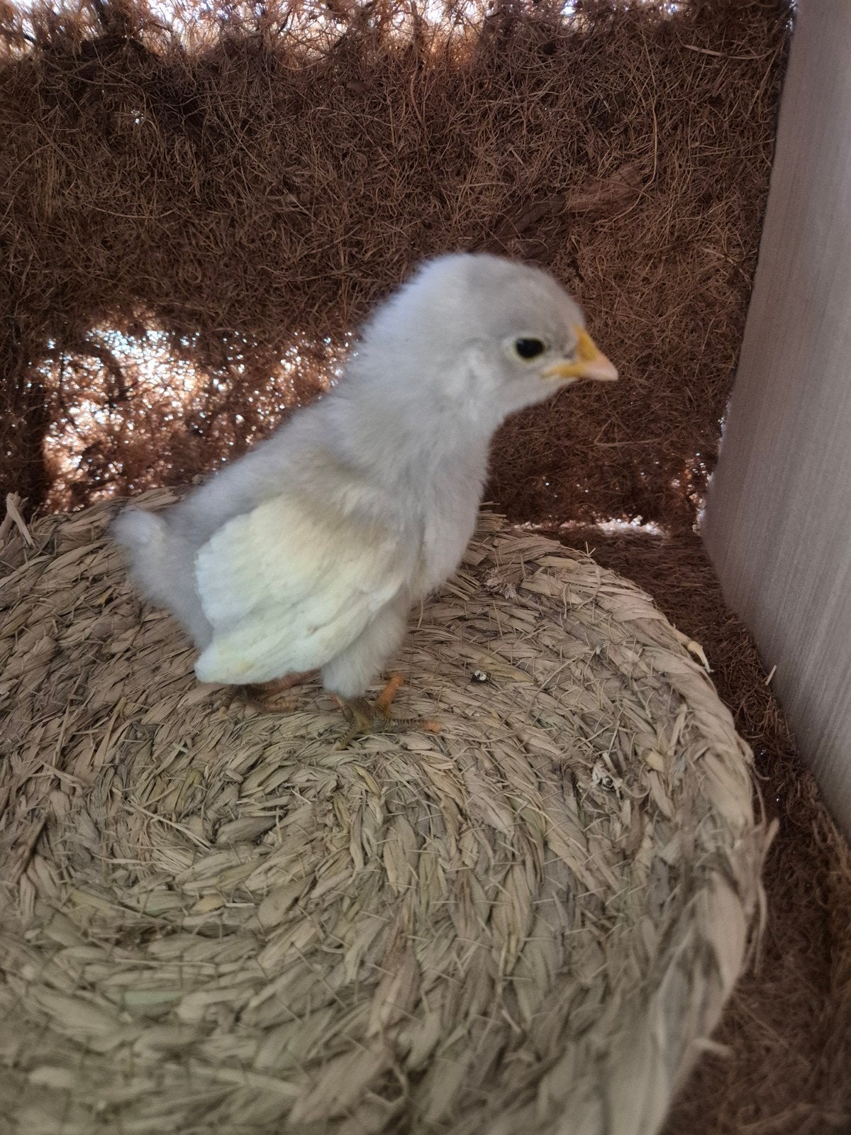 Araucana lavendel kuikens, Dieren en Toebehoren, Pluimvee