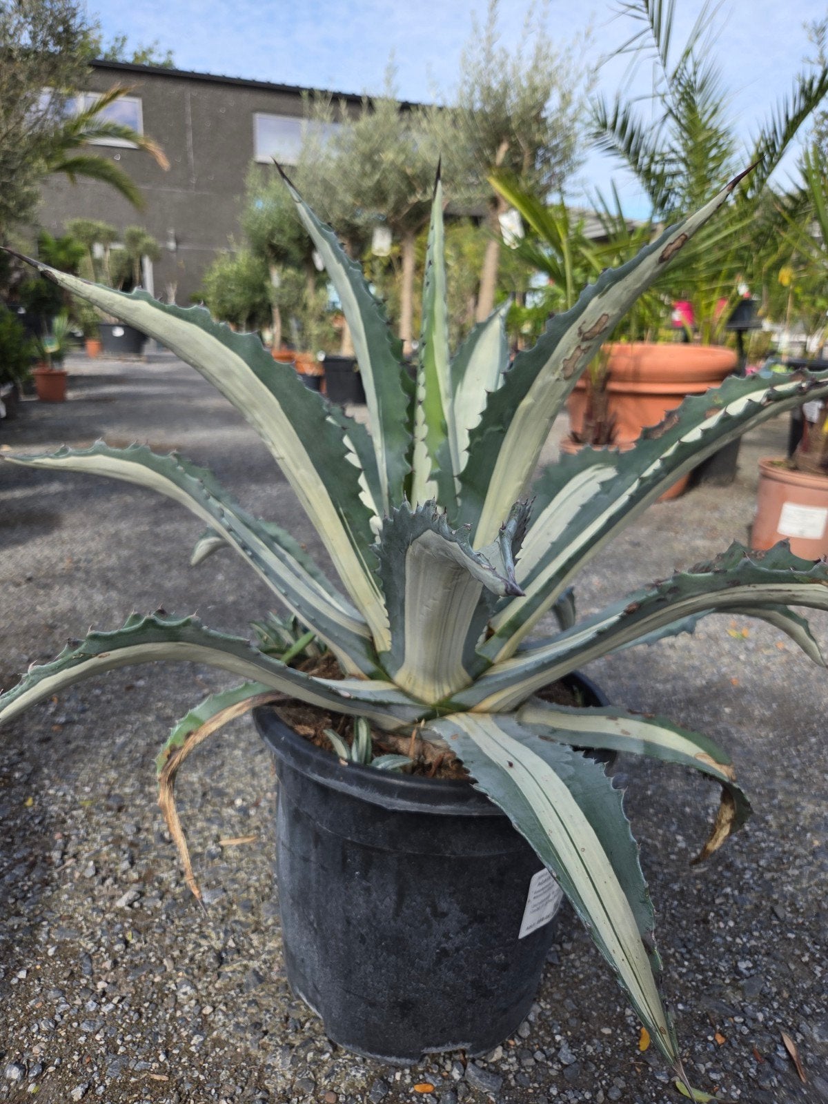 Agave Americana Mediopicta Alba, Ophalen