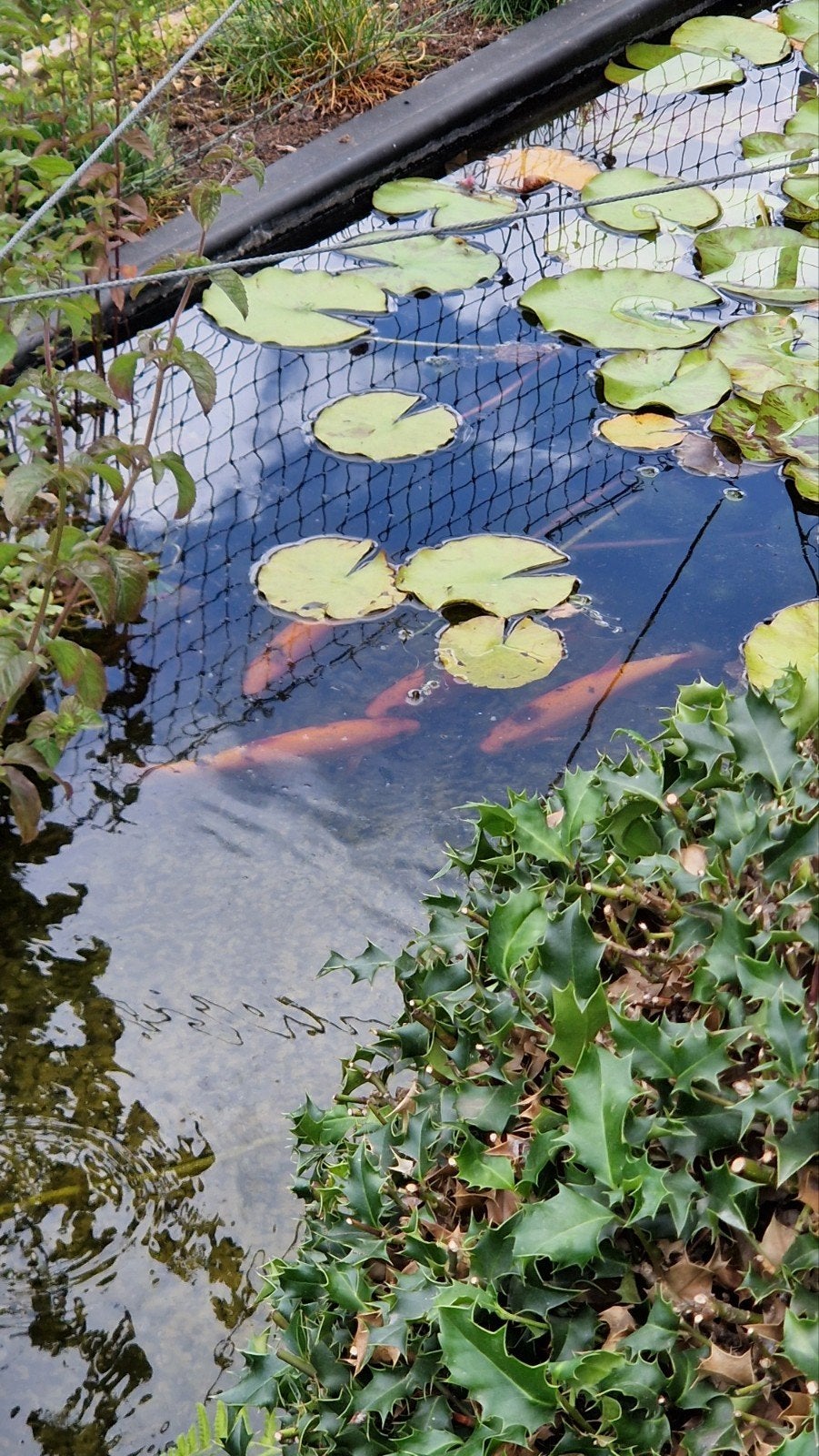 Goudwinde, Tuin en Terras, Ophalen