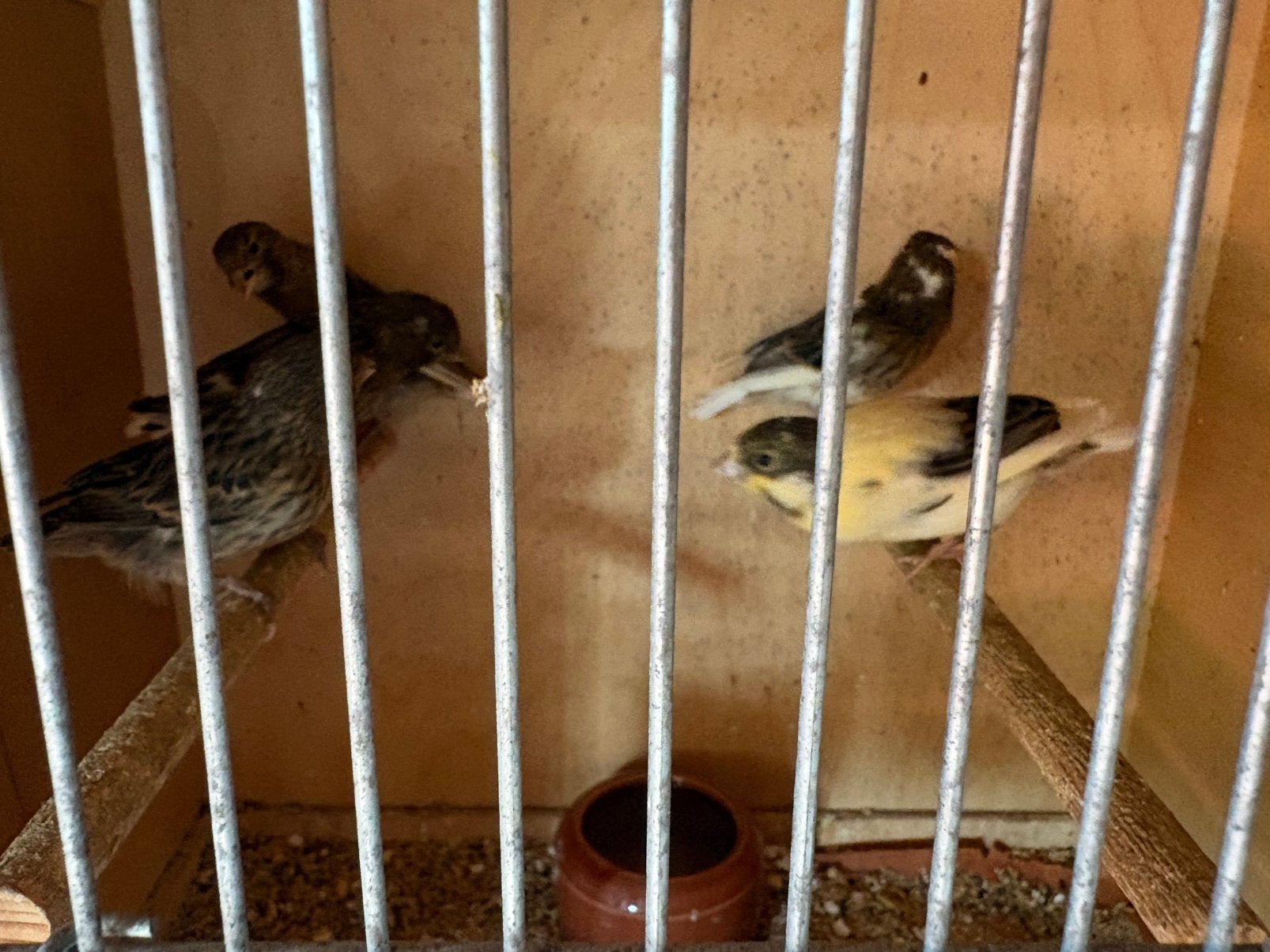 Kanariejongen 6 weken oud, Dieren en Toebehoren, Vogels | Kanaries
