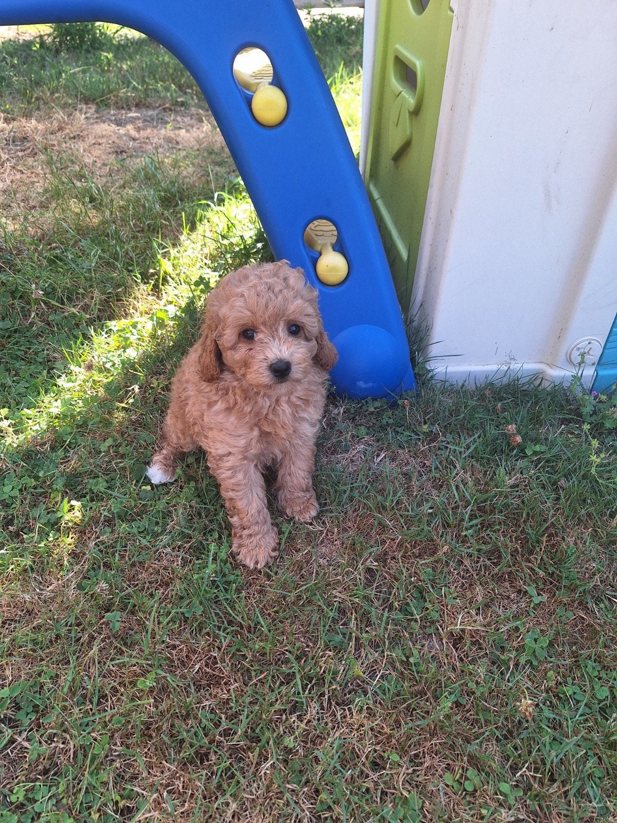 Dwergpoedel pups, Parvo, België, 8 tot 15 weken, Meerdere
