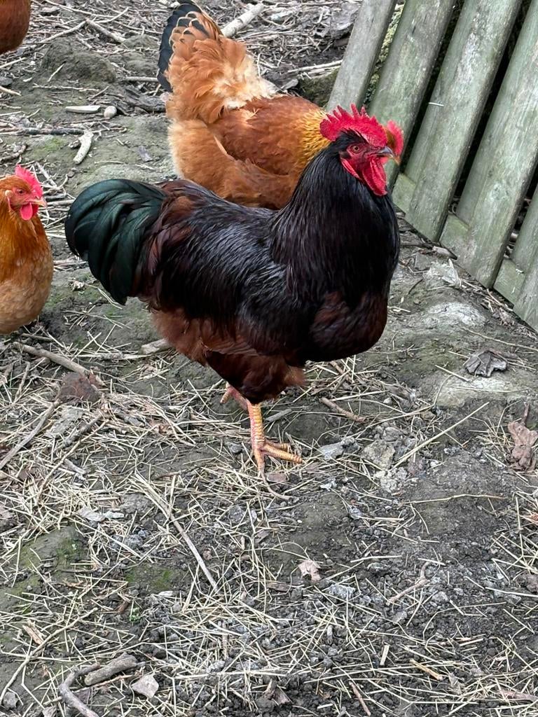 Haan Rhode island red, Mâle, Poule ou poulet