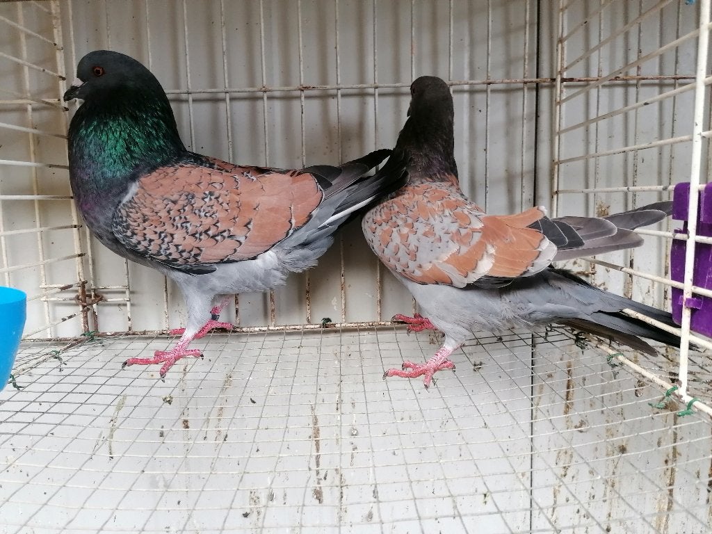 Cauchois duiven, Meerdere dieren, Overige soorten