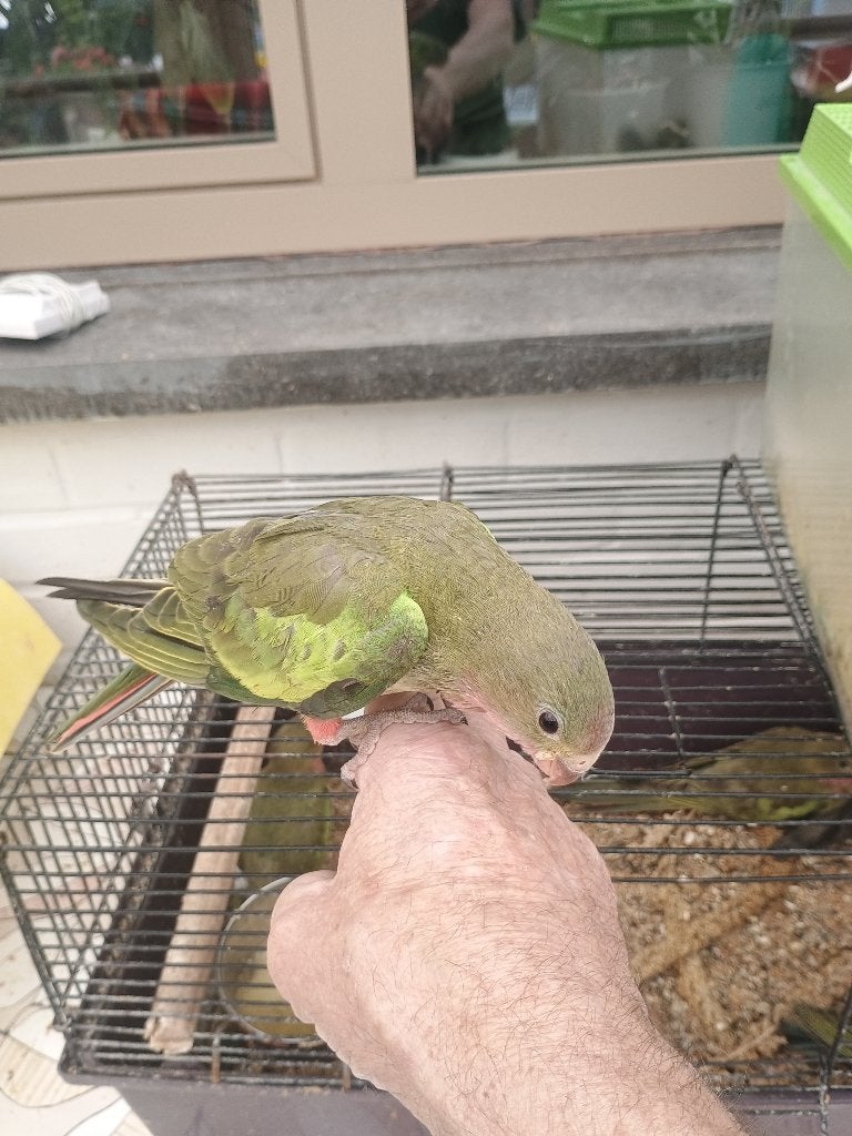 Prinses, Dieren en Toebehoren, Vogels | Parkieten en Papegaaien, Meerdere dieren, Parkiet, Tam