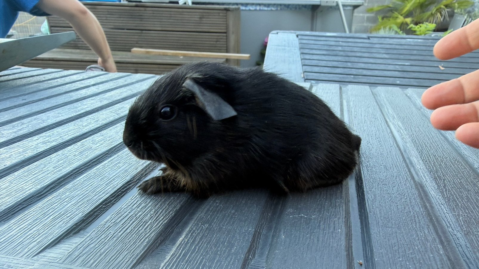Cavia, cavia 2 reuen Gladde haren bruin (bruin), Cavia, Juni, Mannelijk, Tam
