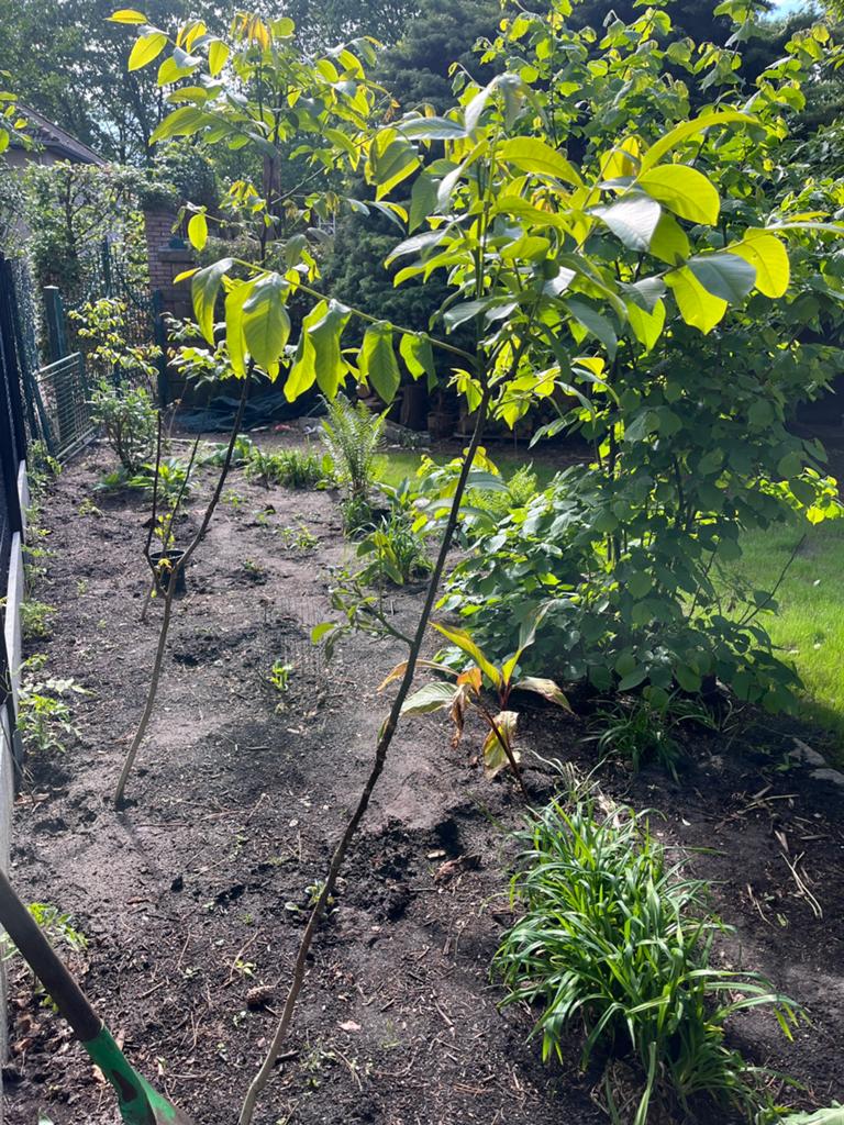 Walnoot okkernoot notelaar 30cm - 200cm, Ophalen