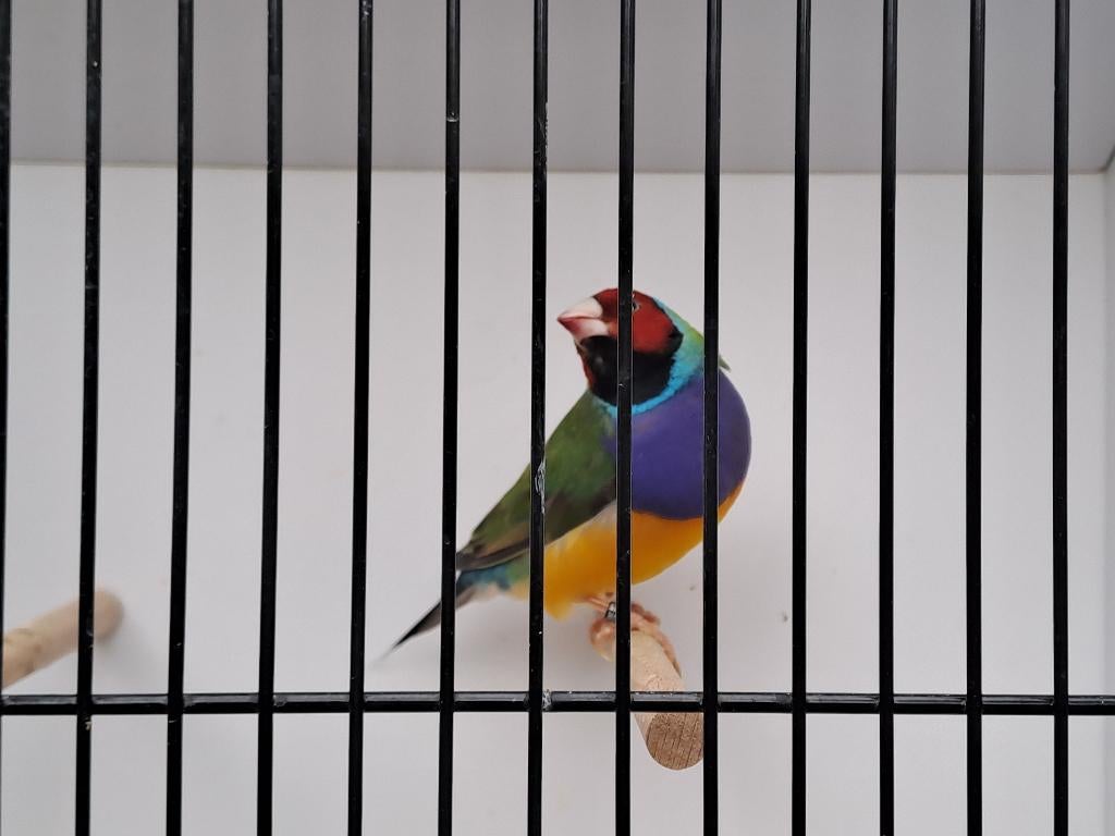 Gouldamadine man, split voor blauw, Dieren en Toebehoren, Mannelijk, Tropenvogel, Geringd