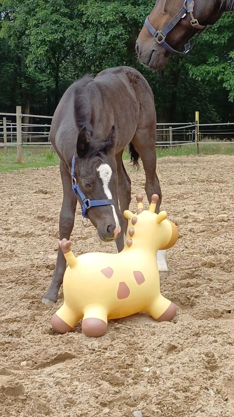 Zwart New Forest merrie veulen, Grote D pony, Dieren en Toebehoren, Merrie, Met stamboom, 0 tot 2 jaar, Onbeleerd