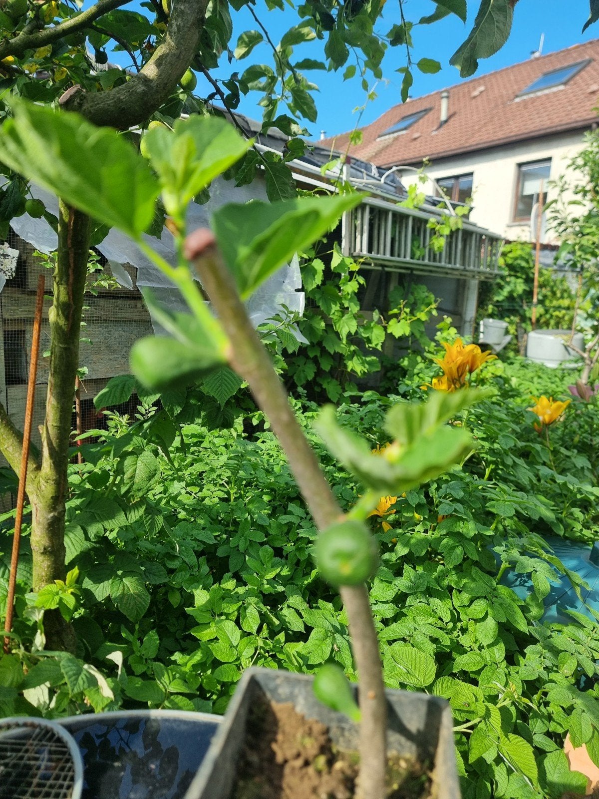 Jeune figuier qui produit en Belgique pré à planter en terr., Jardin & Terrasse, Enlèvement