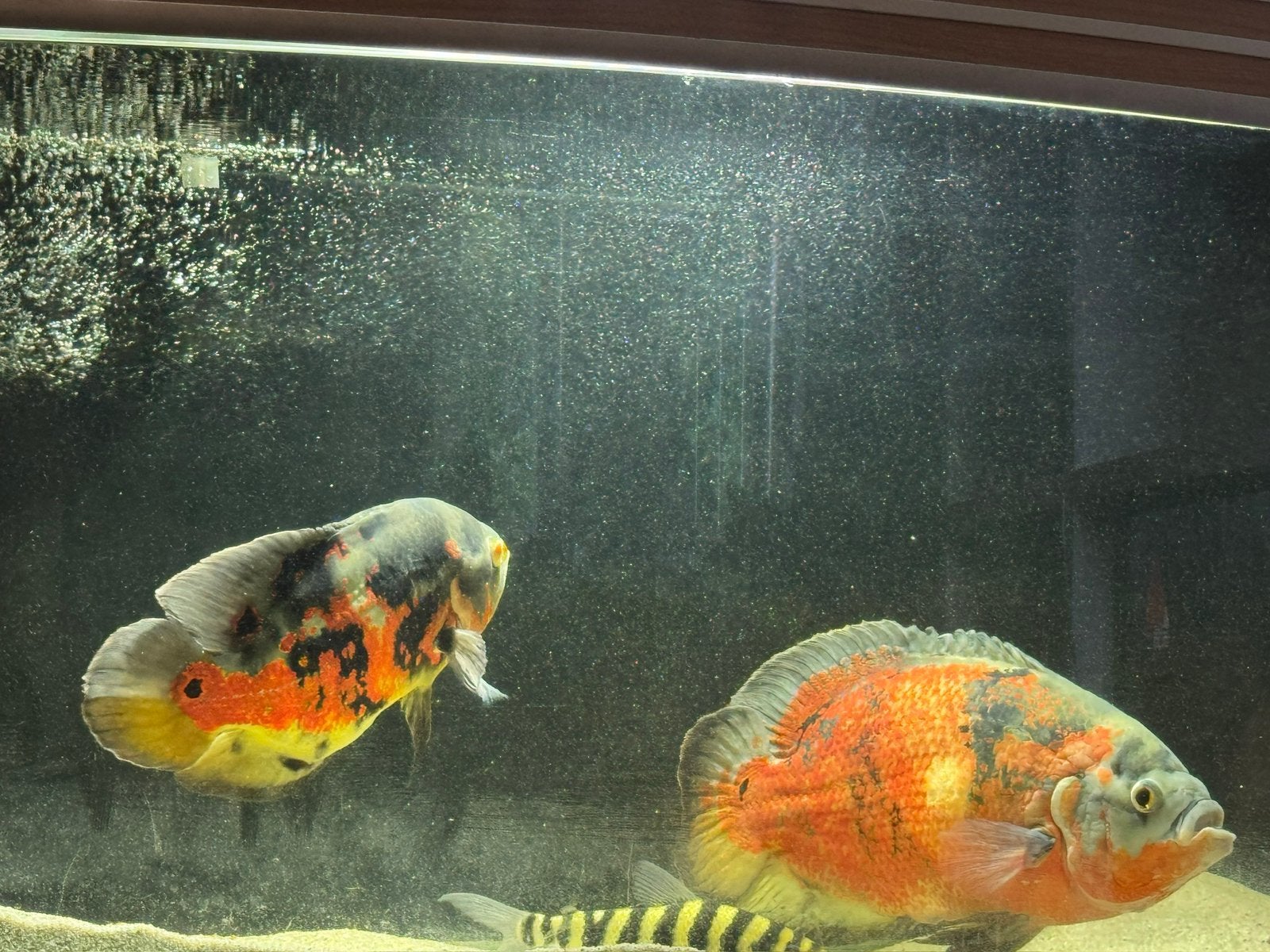 Oscars, Animaux & Accessoires, Poissons | Poissons d'aquarium, Poisson