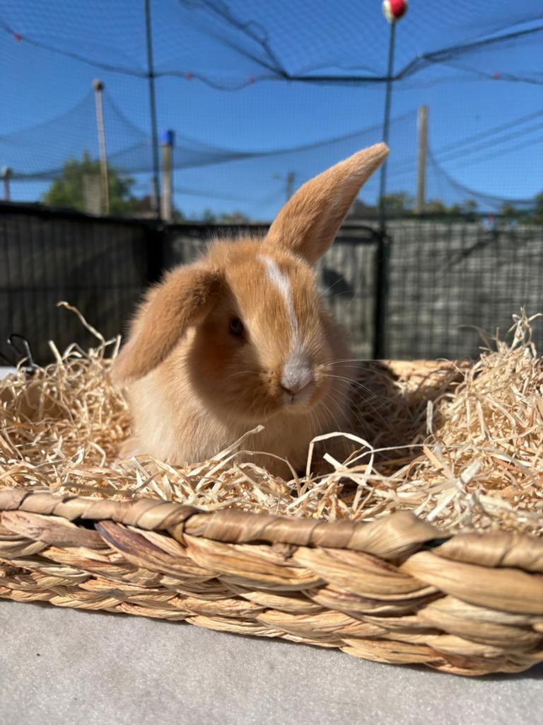Franse hangoren, Animaux & Accessoires, Lapins, Mâle, Grand, Oreilles tombantes, 0 à 2 ans