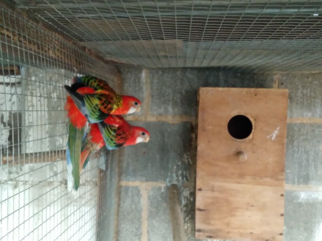 rosella's, Dieren en Toebehoren, Meerdere dieren, Parkiet, Geringd