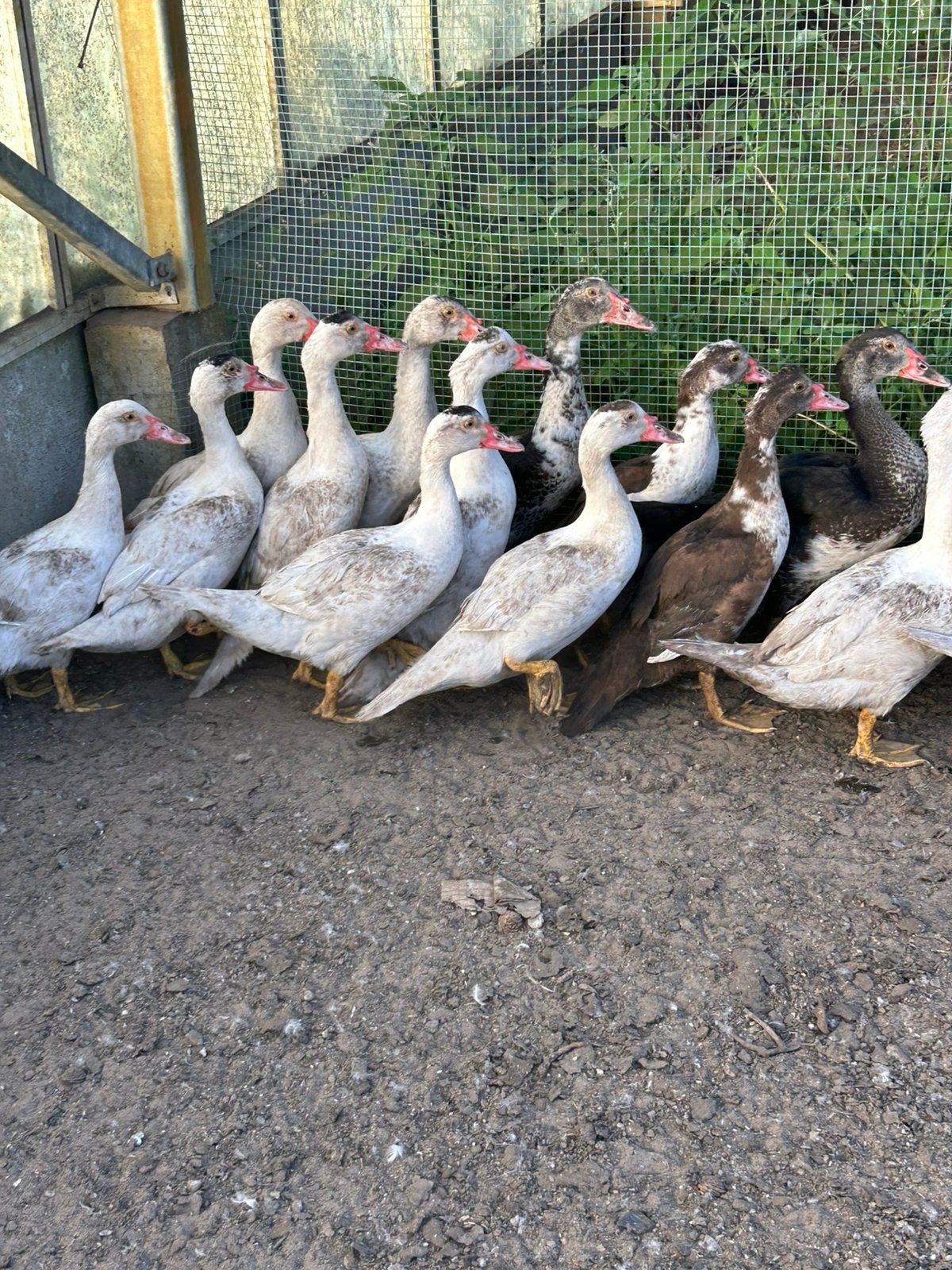 Barberieeend / muskuseend, Dieren en Toebehoren