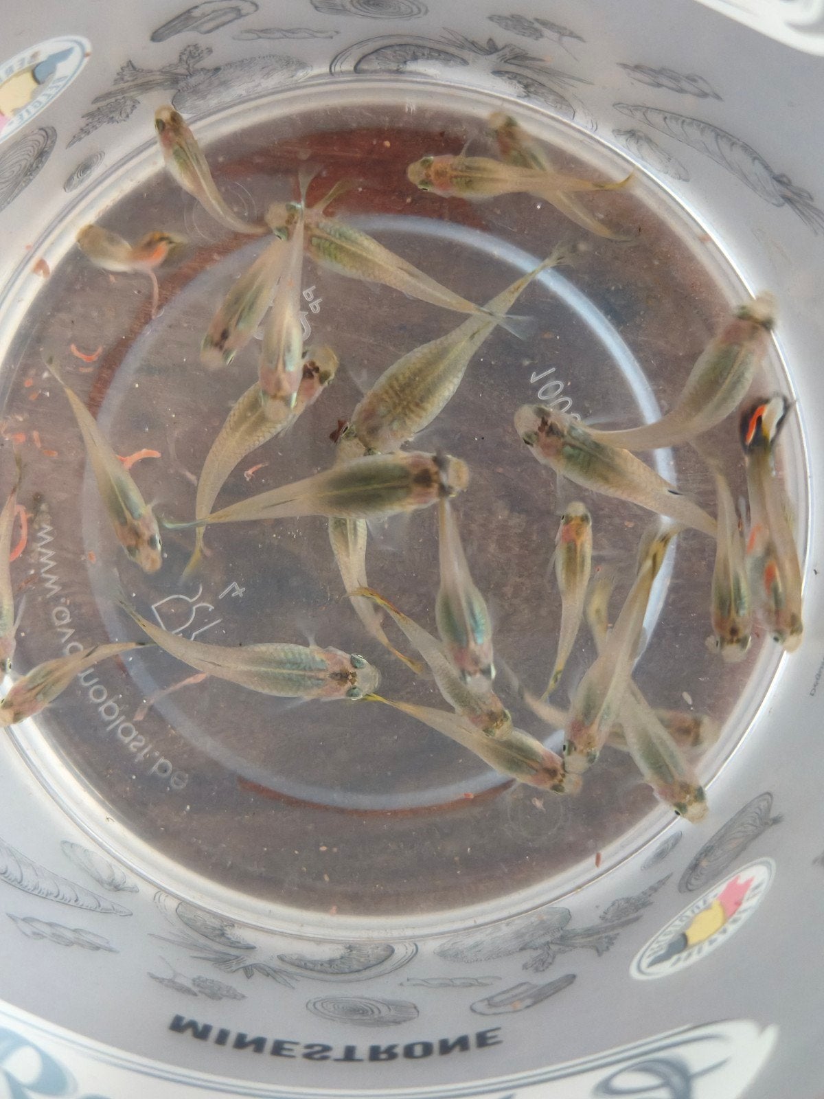 Vrouwelijke guppy's, Dieren en Toebehoren, Vissen | Aquariumvissen
