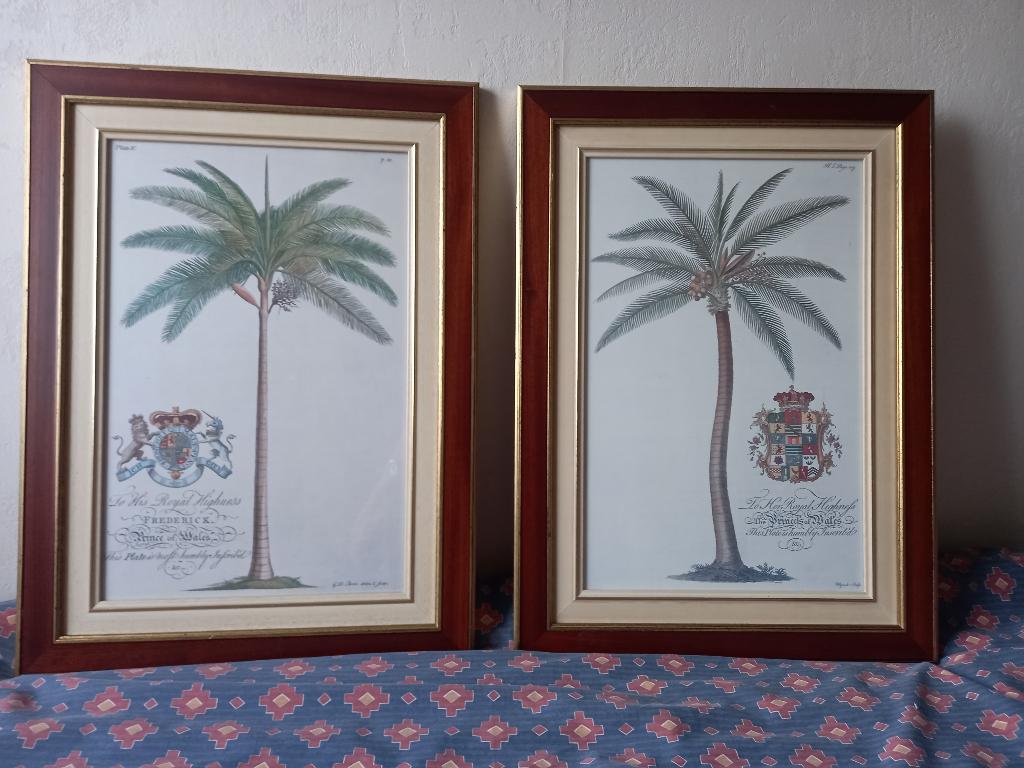 2 mooie palmboomtekeningen, ingekaderd, Ophalen