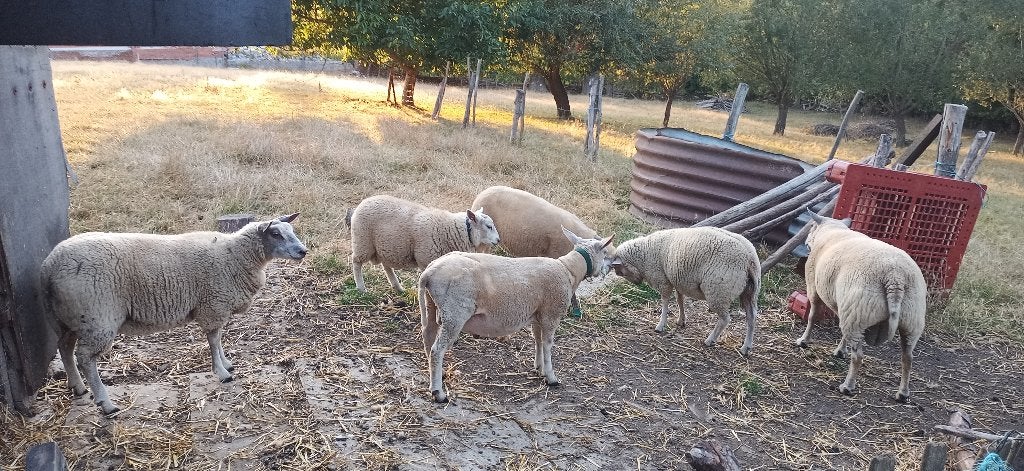 4 lammeren te koop, Plusieurs animaux, Mouton, 0 à 2 ans