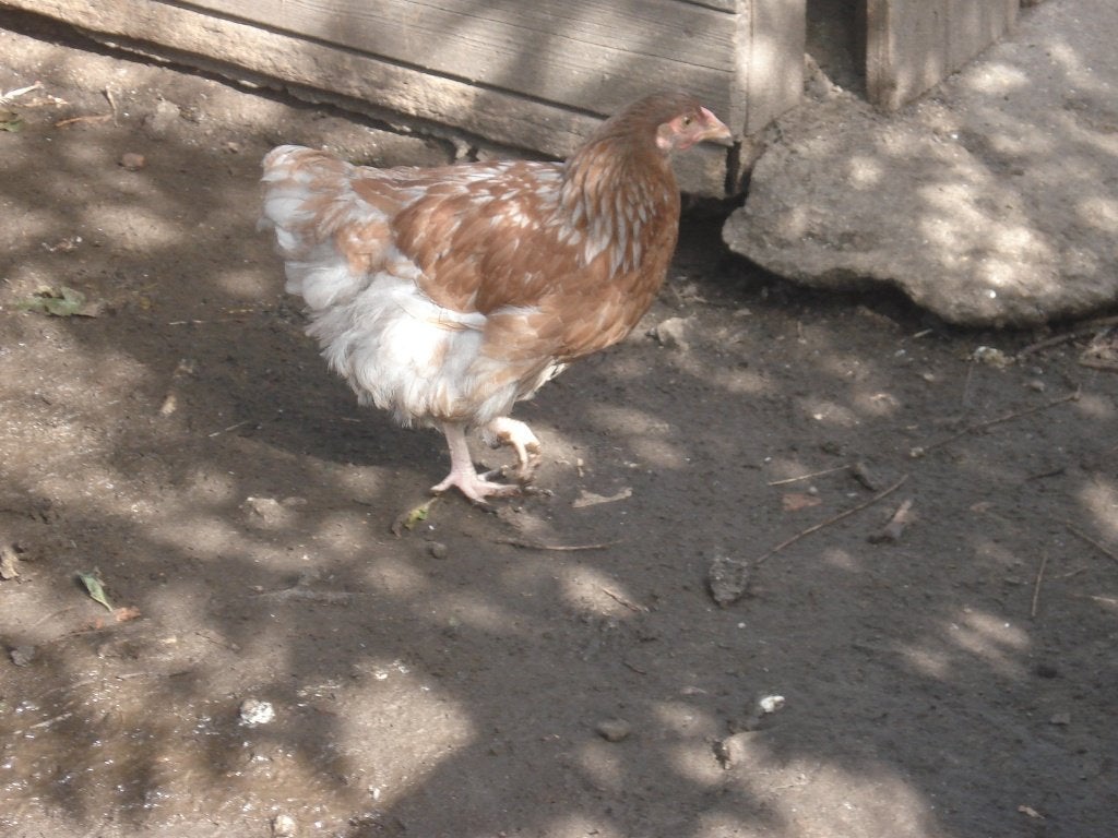 hen kruising (wyandotte - marans), Dieren en Toebehoren, Vrouwelijk, Kip