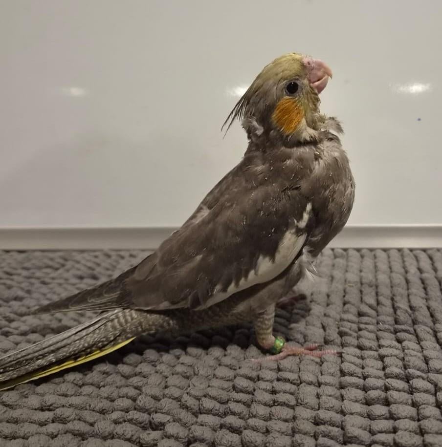 Jonge handtamme EAM valkparkiet, DNA gesekst, Dieren en Toebehoren, Vogels | Parkieten en Papegaaien, Parkiet, Geringd