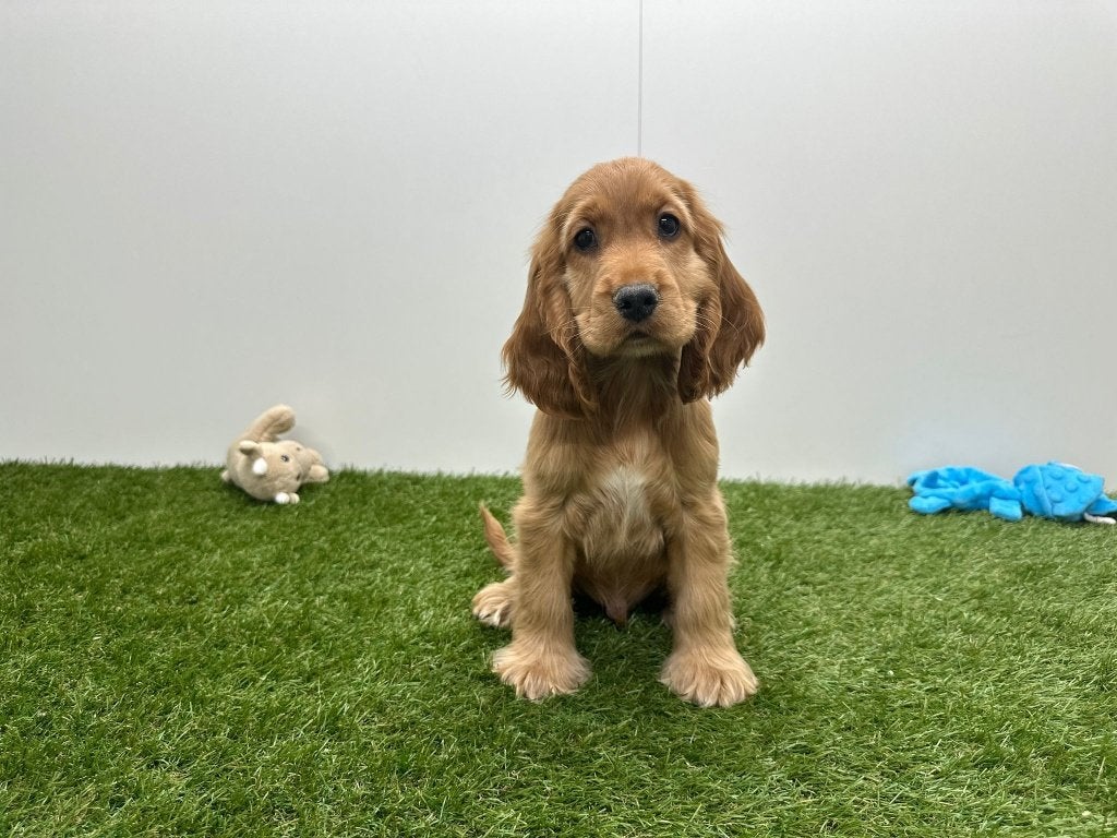Chiots Cocker Spaniel anglais, Hépatite contagieuse (maladie de Rubarth), Plusieurs, Belgique, Plusieurs animaux