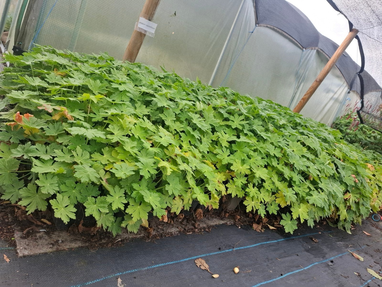 geranium macrorrhizum, Ophalen