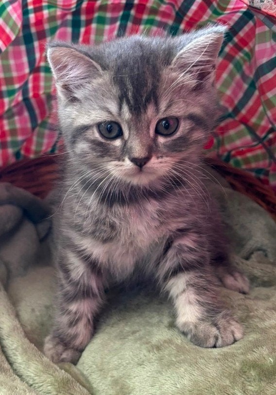 Britse korthaar tabby Grey shadet, Dieren en Toebehoren, Meerdere dieren, Ontwormd