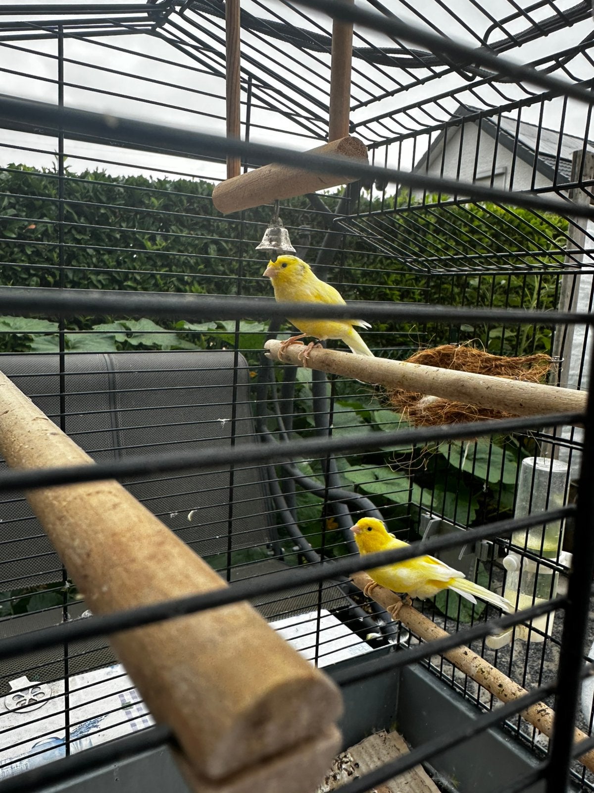 Gele Kanaries, Animaux & Accessoires, Oiseaux | Canaris, Mâle, Canari de couleur