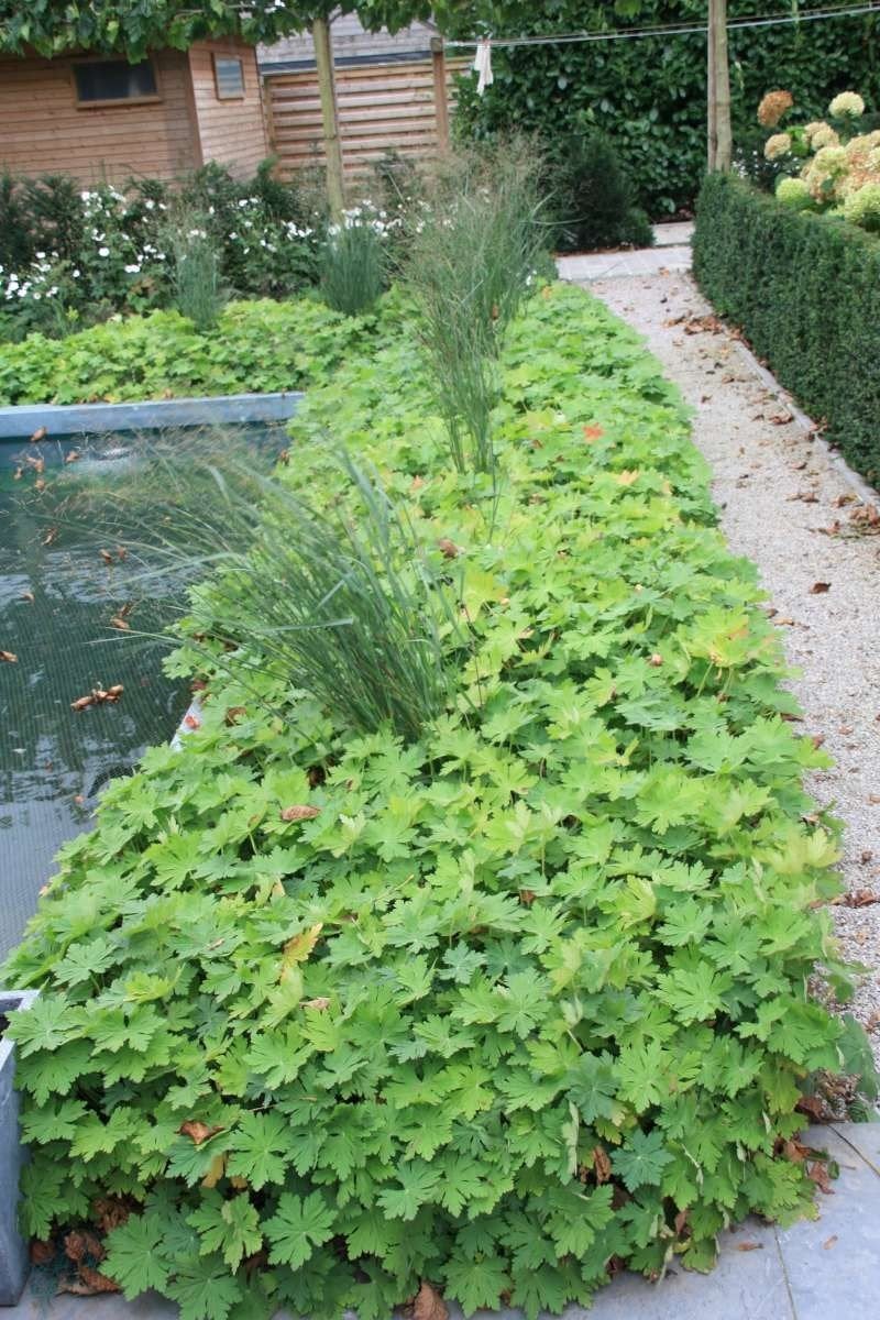 couvre-sol Macrorrhizum geranium, Jardin & Terrasse, Enlèvement