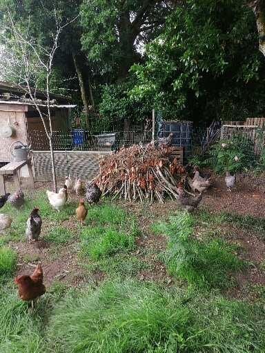 Zoek gratis kippen, Dieren en Toebehoren, Januari, Vrouwelijk