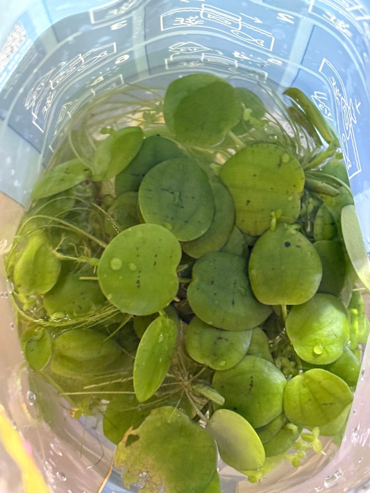 Potje kikkerbeet (frogbit), Tuin en Terras, Waterpartijen en Fonteinen, Ophalen