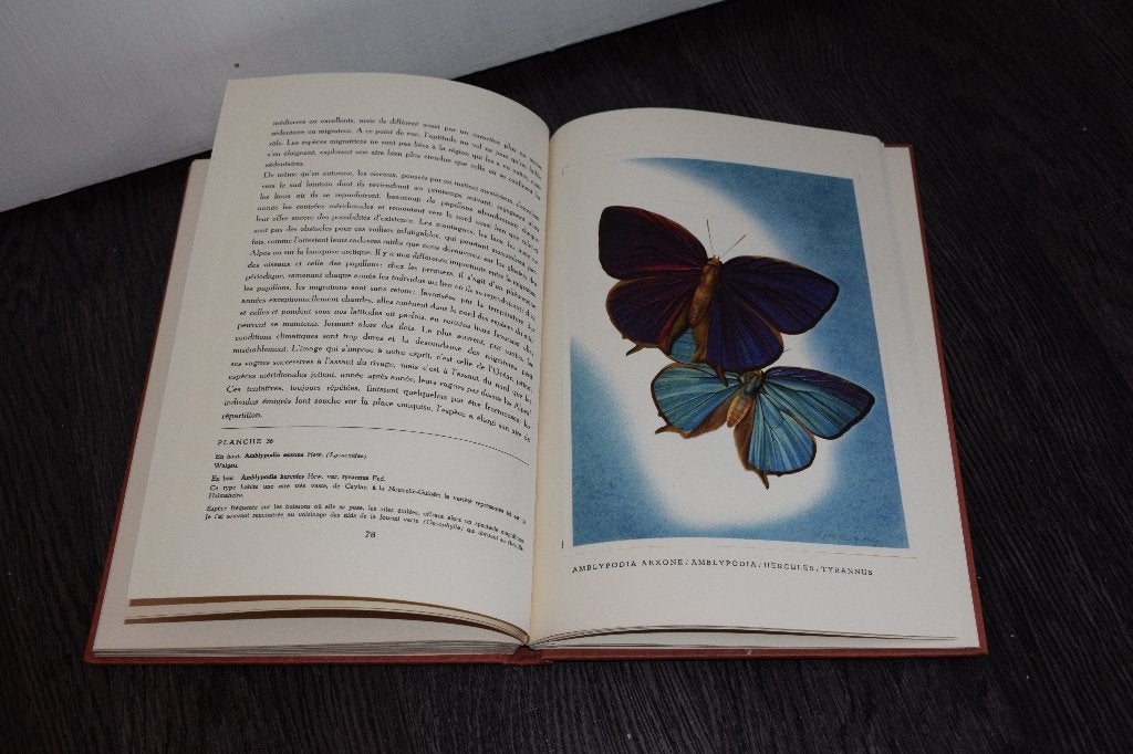Artis Tropical Butterflies boek 1950, Ophalen of Verzenden, Gelezen